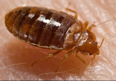 Bed Bugs - getting rid of bed bugs in Northern BC