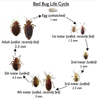 bed bug life cycle